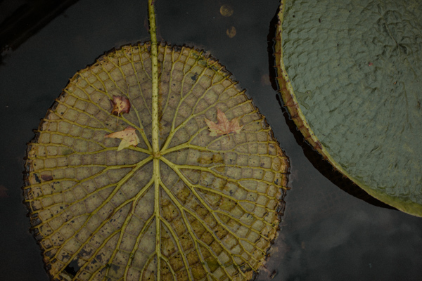 Water lilies on a lake in Amsterdam